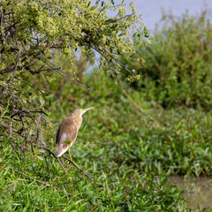 a squacco heron at a waterhole