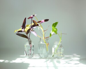 tropical plant cutting in clear glass jar with natural light isolated over white background