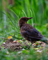 bird on the grass