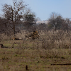 a coalition of 4 male lions including a white lion male