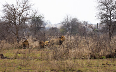 Fototapeta na wymiar a coalition of 4 male lions including a white lion male