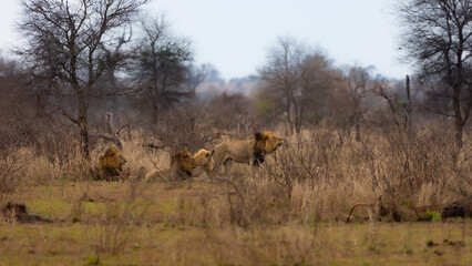 Obraz na płótnie Canvas a coalition of 4 male lions including a white lion male