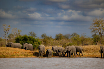 Obraz premium A breeding herd of African elephants at a waterhole