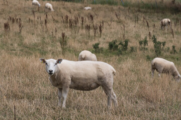 sheep looking at camera in a farm field 