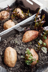 sprouted sweet potatoes in a container for growing seedlings