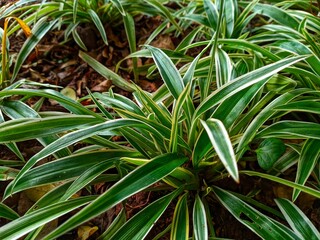 Spider plants