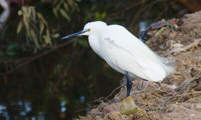 Little egret standing on the riverbank
