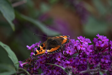 small tortoiseshell butterfly on a buddleja flower