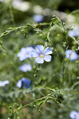 Blue flax flower. Flax blossom