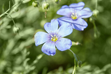 Blue flax flower. Flax blossom