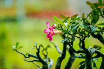 flowers in the garden