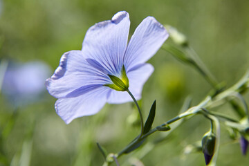 Blue flax flower. Flax blossom