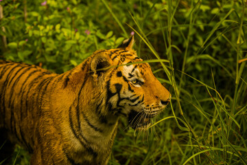 tiger in the jungle
