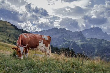 Fototapeta na wymiar Cows grazing in the mountains of Switzerland