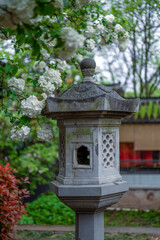 Hydrangea blooming in Qingliangshan Park, Nanjing, Jiangsu Province, China