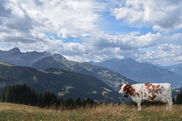 Fototapeta na wymiar Cow in the mountains of Switzerland