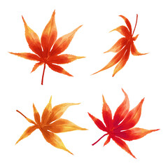 Fototapeta na wymiar Japanese maple leaf of various colors and shapes in a watercolor style isolated on a white background. Falling leaves Icon. Vector illustration