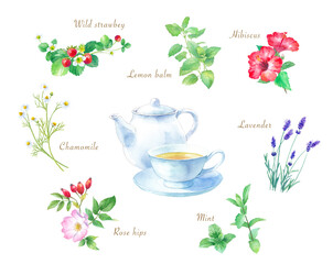 色々なティー用ハーブの水彩イラスト。（カモミール、ローズヒップ、ミント、ラベンダー、ハイビスカス、レモンバーム、ワイルドストロベリー。）透過背景  © Keiko Takamatsu