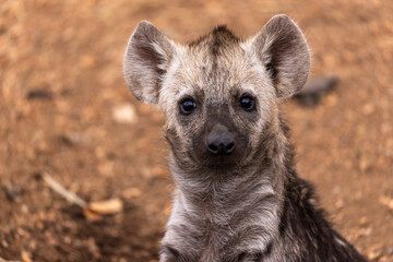 Curious hyena cub look straight into the lens