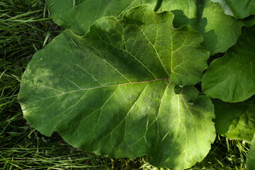 Burdock plant with big green leaves outdoors, top view