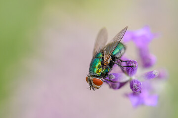 a fly on a lavender flower
