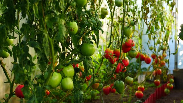 green and red tomatoes grow on branches in a greenhouse during the day. Growing tomatoes in the ground. Tomatoes ripen on the bushes on a summer day. Selective focus
