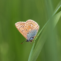 Common blue butterfly with closed wings on a blade of grass