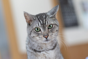 見つめる猫　サバトラ猫