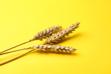 Dried ears of wheat on yellow background, closeup