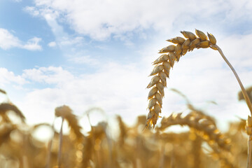 Ear of wheat in field under beautiful sky, closeup. Space for text