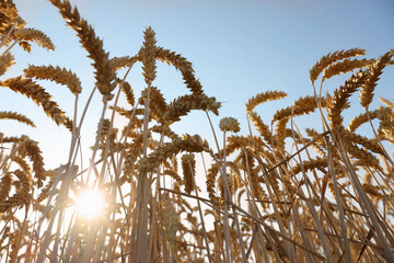 Beautiful agricultural field with ripening wheat under blue sky on sunny day, low angle view