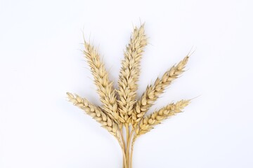 Ears of wheat on white background, top view