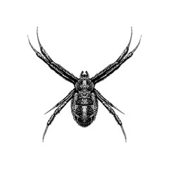 Orb Weaver hand drawing vector illustration isolated on background