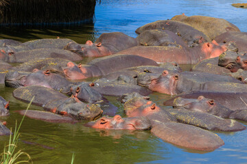 Group of hippos (Hippopotamus amphibius) in a river in Serengeti National Park, Tanzania. Wildlife...