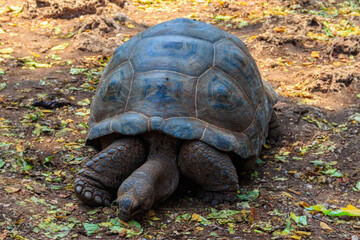 Obraz premium Aldabra giant tortoise on Prison island, Zanzibar in Tanzania