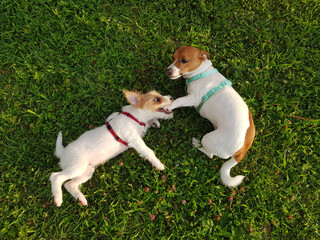 Two small Jack Russell Terrier dogs playing togehter in the meadow