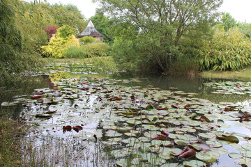 pond with water lilies in a garden in vendée (france) 