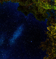 Starry night sky among the trees © mithrilPHOTO
