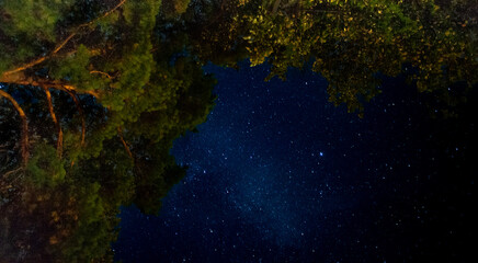 Starry night sky among the trees - obrazy, fototapety, plakaty