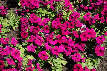 Common petunias with magenta colored flowers in July
