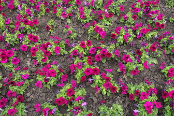 Obraz premium Considerable amount of magenta colored flowers of petunias in mid June