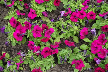 Couple of magenta colored flowers of petunias in mid June