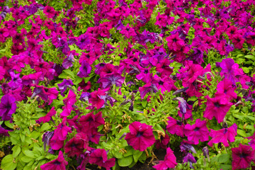 Cover of magenta colored flowers of petunias in July