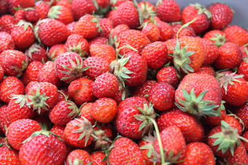 収穫した苺（いちご）