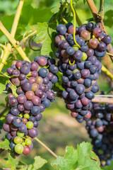 Close up of ripe juicy blue grapes on the vine in Rhineland-Palatinate/Germany