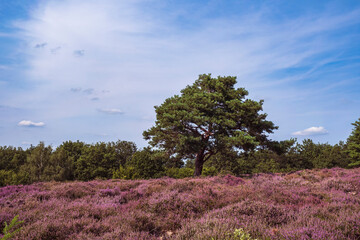 View of the blooming heath near Neu Bamberg/Germany in Rhineland-Palatinate on a sunny summer day