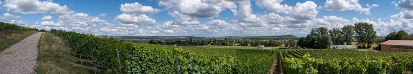 Fototapeta na wymiar Panoramic shot of the vineyards near Bretzenheim/Germany in Rhineland-Palatinate under a sky with fleecy clouds