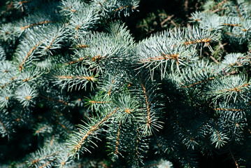 Blue spruce background. Needles on the branches close-up.