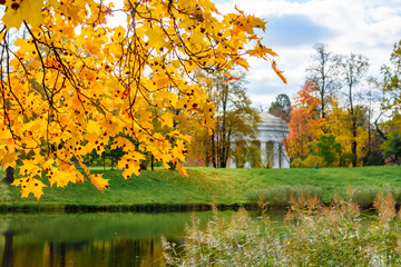 Autumn maple leaves in Pavlovsky park, Pavlovsk, Saint Petersburg, Russia