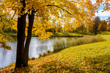 Fototapeta na wymiar Autumn foliage in Pavlovsky park, Pavlovsk, St. Petersburg, Russia